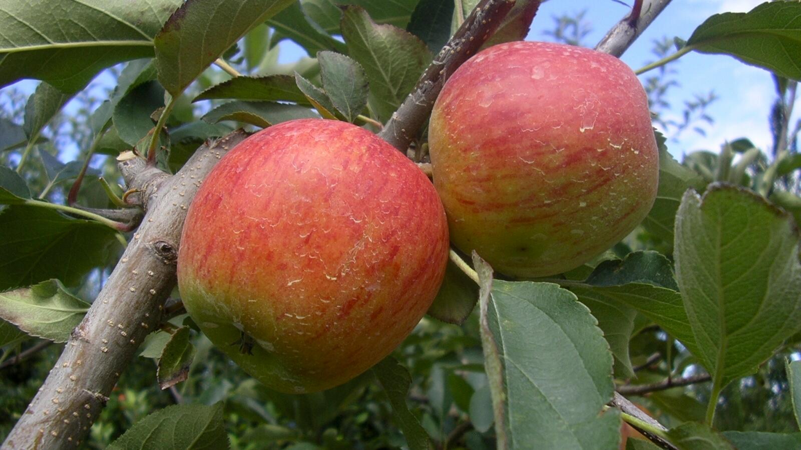 YaraVita Bioestimulacion manzanas